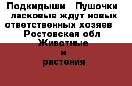 SOS!!! Подкидыши!!!Пушочки ,ласковые!ждут новых ответственных хозяев! - Ростовская обл. Животные и растения » Отдам бесплатно   